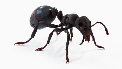 3d illustration of a black ant