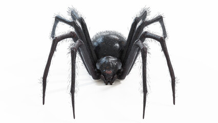 3d illustration of a black widow