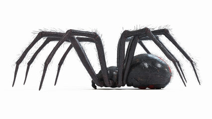 3d illustration of a black widow