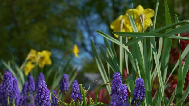Closeup view 4k stock videof of flowering spring flowerbed in city park. Beautiful blue Muscari flowers and yellow narcissuses growing outdoor floral. Spring seasonal abstract natural background