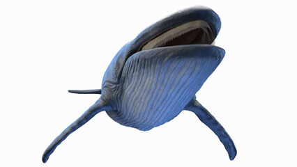 3d illustration of a blue whale
