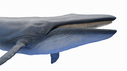3d illustration of a blue whale