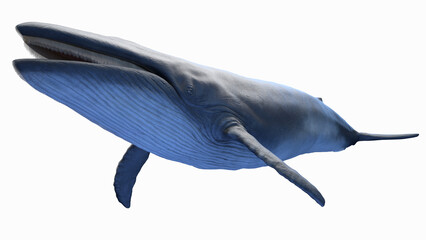 3d illustration of a blue whale © Sebastian Kaulitzki