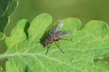 Close up fly, Phaonia tuguriorum, family House flies, Muscidae. On a leaf of greater celandine...