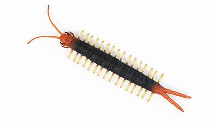 3d illustration of a centipede
