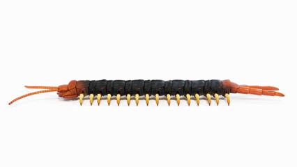 3d illustration of a centipede