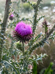 Purple thorny thistle plant