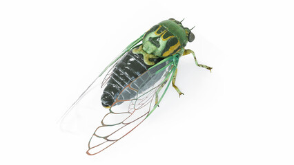 3d illustration of a cicada
