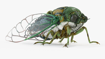 3d illustration of a cicada