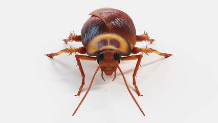 3d illustration of a cockroach