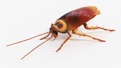 3d illustration of a cockroach