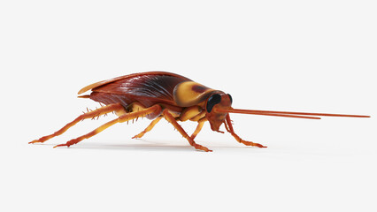 3d illustration of a cockroach
