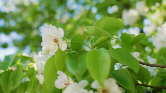 Closeup view slow motion 4k video of beautiful fresh spring fruit trees blooming with delicate white flowers. Branches isolated on sunny sunset sky background and defocused trees bokeh background