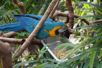 ルリコンゴウインコ  インコ　鳥　温室　Blue-and-yellow macaw