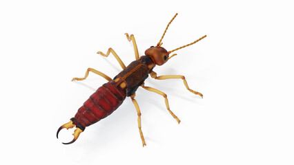 3d illustration of an earwig