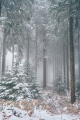 Snow and tree
