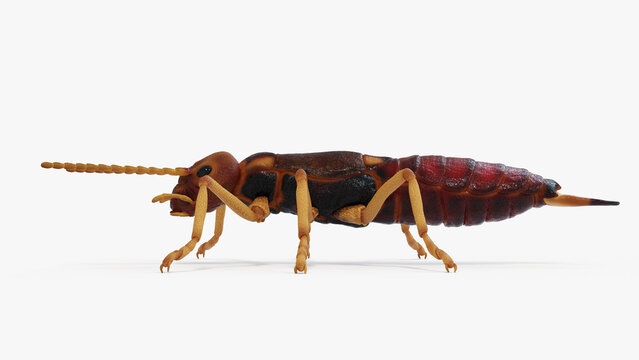 3d illustration of an earwig