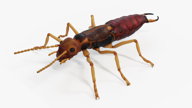 3d illustration of an earwig