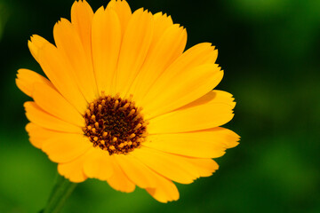 Calendula officinalis - Pot marigold - medicinal plant on a green clean background