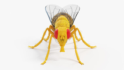 3d illustration of a fruit fly