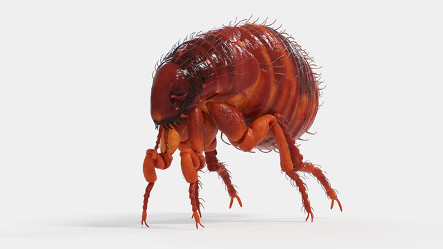 3d illustration of a flea