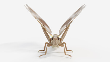 3d illustration of a grasshopper