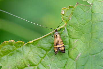 Insect with wings on green leaves in a summer garden.