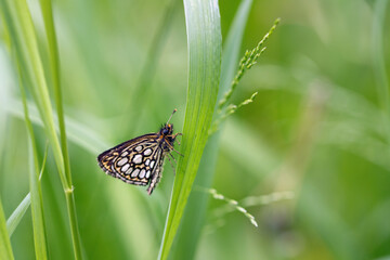 Black and white moth on green summer grass.