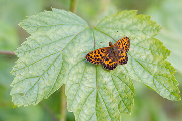 Brown butterfly on green summer leaves.