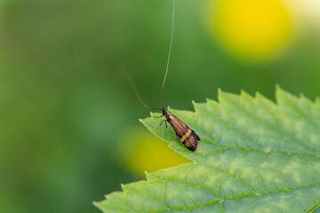 Insect with wings on green leaves in a summer garden.