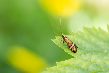 Insect with wings on green leaves in a summer garden.