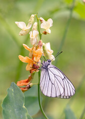 Butterflies Aporia crataegi on flowers in the garden. Insects, plant pests.