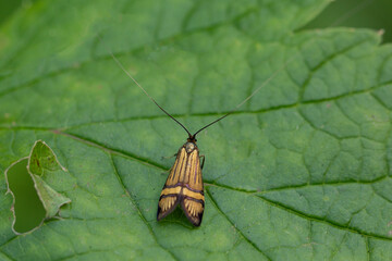 Insect with wings on green leaves in a summer garden.