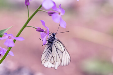 Butterflies Aporia crataegi on flowers in the garden. Insects, plant pests.