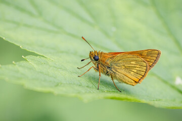 Orange shaggy moth on green leaves in a summer garden.