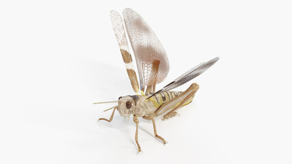3d illustration of a grasshopper