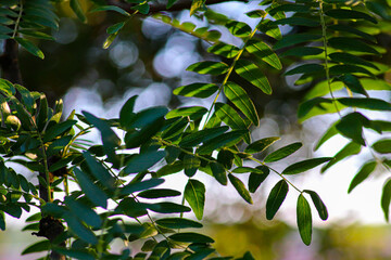 Glediczja trójcierniowa w deliatnym słońcu o poranku © MichaL