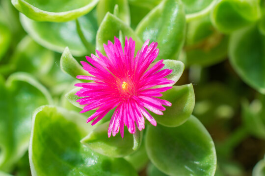 Mesembryanthemum Cordifolium" Images  Browse 186 Stock Photos, Vectors,  and Video | Adobe Stock