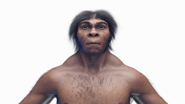 3d illustration of a male homo erectus