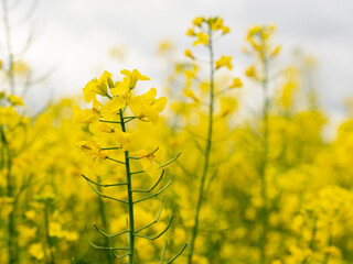 Obraz premium selective focus of rapeseed blossoms (Brassica napus) in a canola field with blurred background - also known as rape or oilseed rape