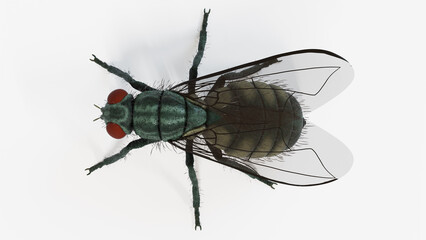 3d illustration of a housefly