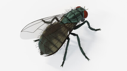 3d illustration of a housefly