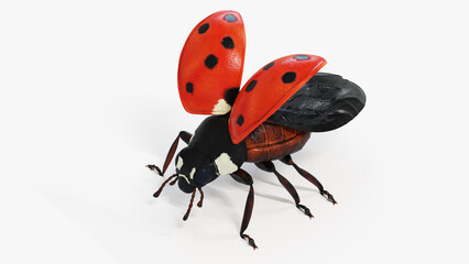 3d illustration of a ladybug © Sebastian Kaulitzki