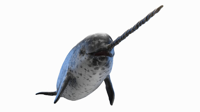 3d illustration of a narwhal