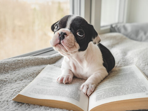 Cute puppy and old book. Clear, sunny day. Close-up, indoors. Studio photo. Day light. Concept of care, education, obedience training and raising pet
