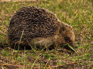 hedgehog in the grass