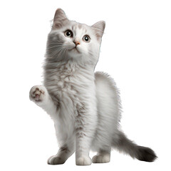 Obraz premium Cat