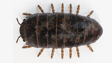 3d illustration of a pill bug