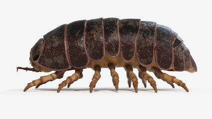 3d illustration of a pill bug
