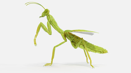 3d illustration of a praying mantis
